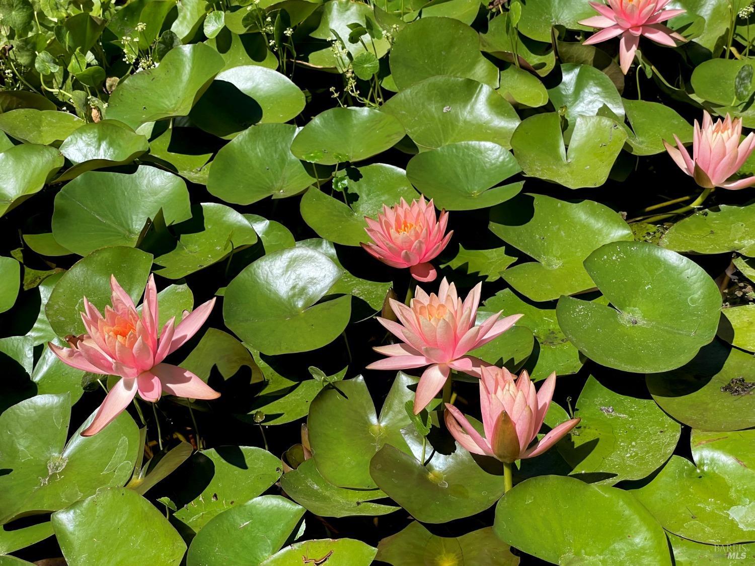 Detail Gallery Image 90 of 95 For 4038 E 3rd Ave, Napa,  CA 94558 - 4 Beds | 3 Baths