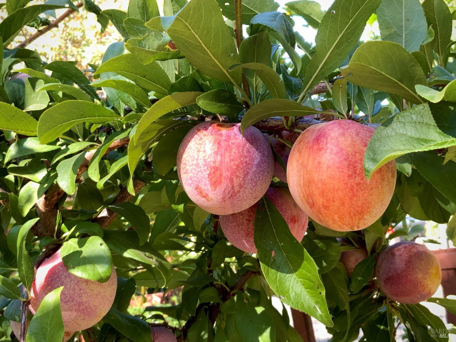 Detail Gallery Image 78 of 95 For 4038 E 3rd Ave, Napa,  CA 94558 - 4 Beds | 3 Baths