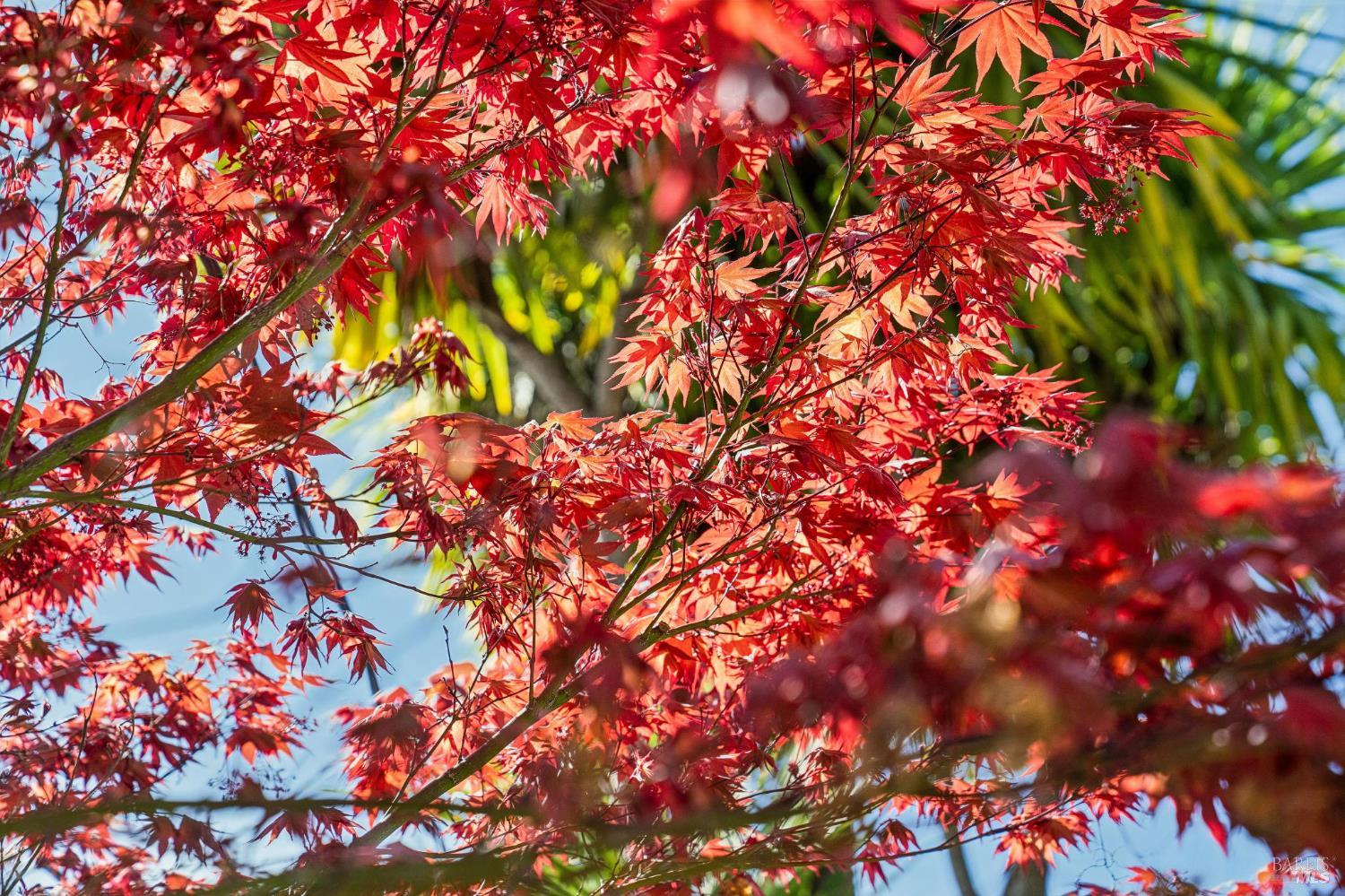 Detail Gallery Image 47 of 80 For 102 F St, San Rafael,  CA 94901 - 5 Beds | 4 Baths