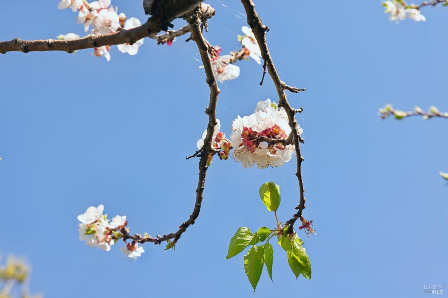 Detail Gallery Image 55 of 58 For 1200 Idylberry Rd, San Rafael,  CA 94903 - 4 Beds | 2 Baths