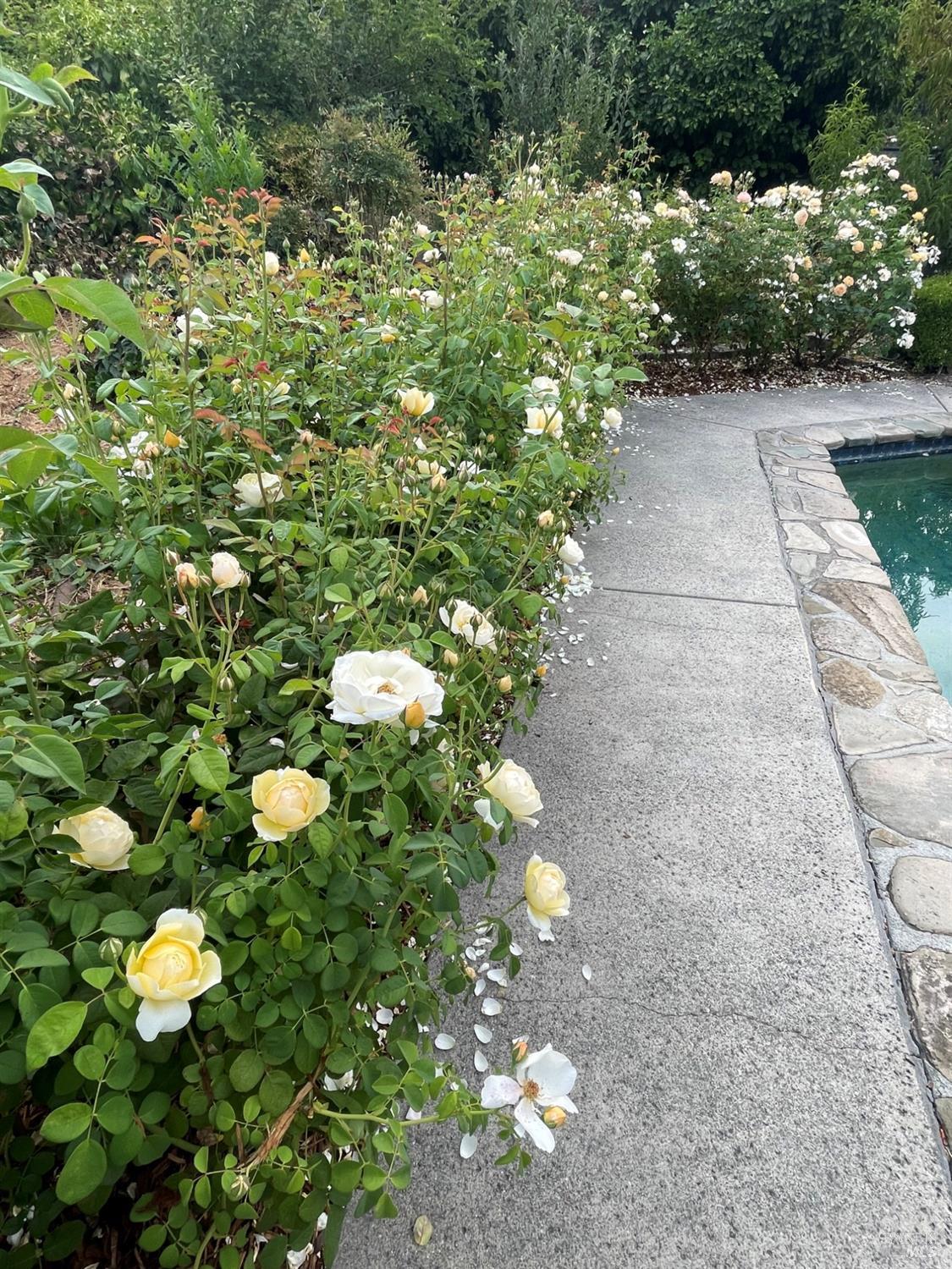 Detail Gallery Image 34 of 95 For 4038 E 3rd Ave, Napa,  CA 94558 - 4 Beds | 3 Baths