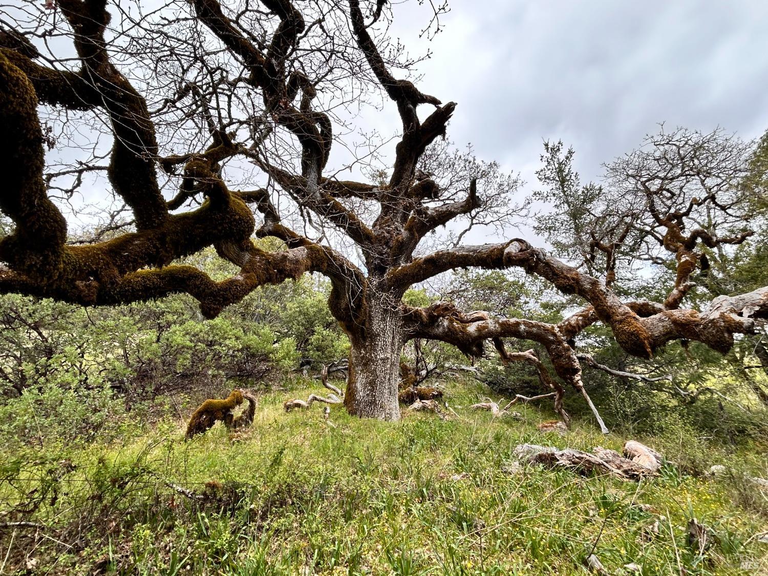 Detail Gallery Image 54 of 75 For 8401 Brandywine Dr, Ukiah,  CA 95482 - 2 Beds | 1 Baths