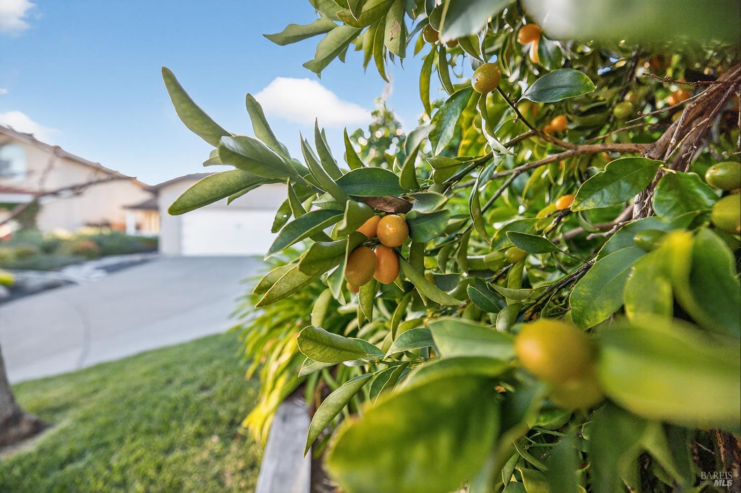 Detail Gallery Image 2 of 48 For 1056 Esparto Ct, Windsor,  CA 95492 - 3 Beds | 2 Baths