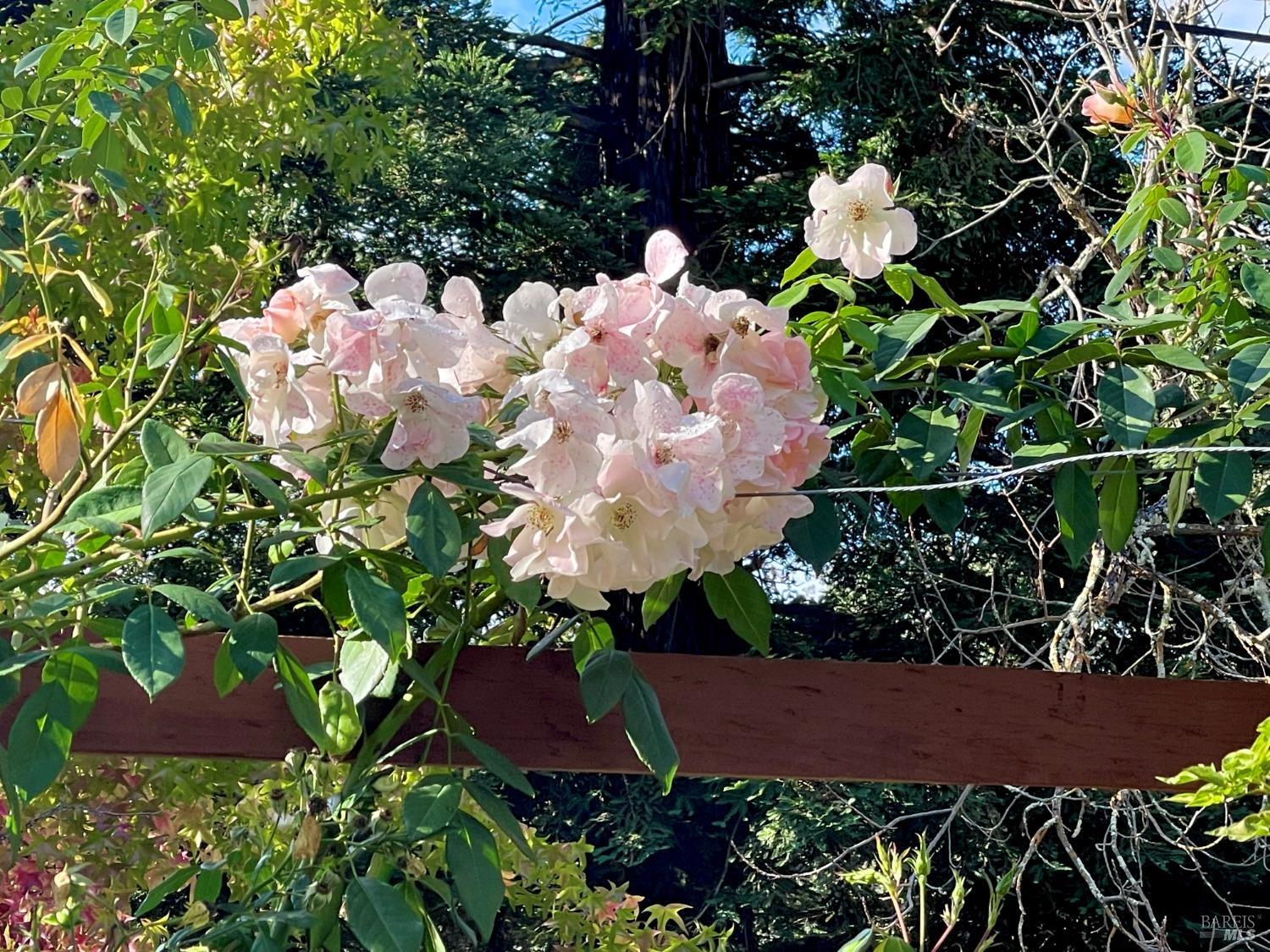 Detail Gallery Image 87 of 95 For 4038 E 3rd Ave, Napa,  CA 94558 - 4 Beds | 3 Baths