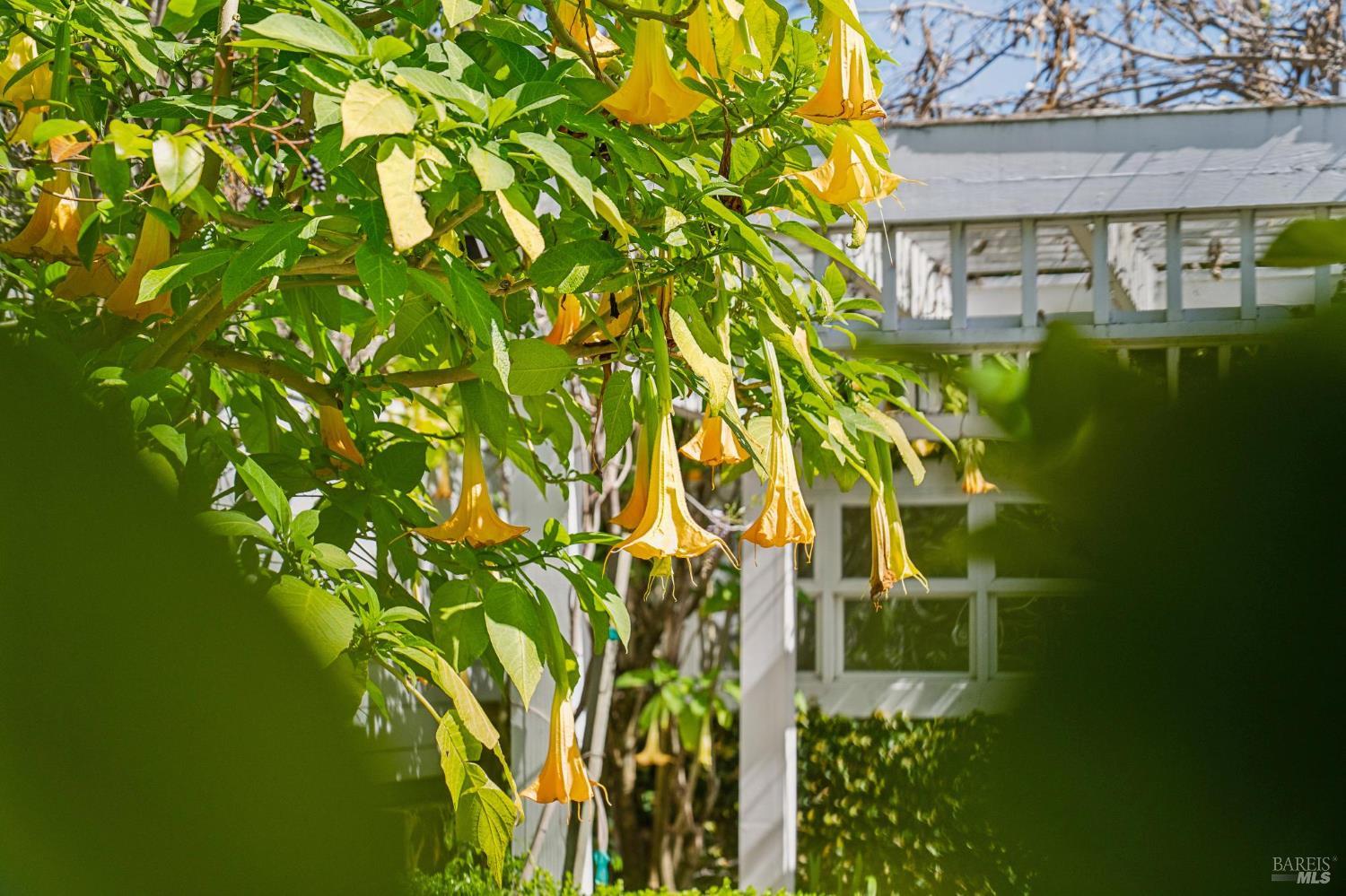 Detail Gallery Image 44 of 80 For 102 F St, San Rafael,  CA 94901 - – Beds | – Baths