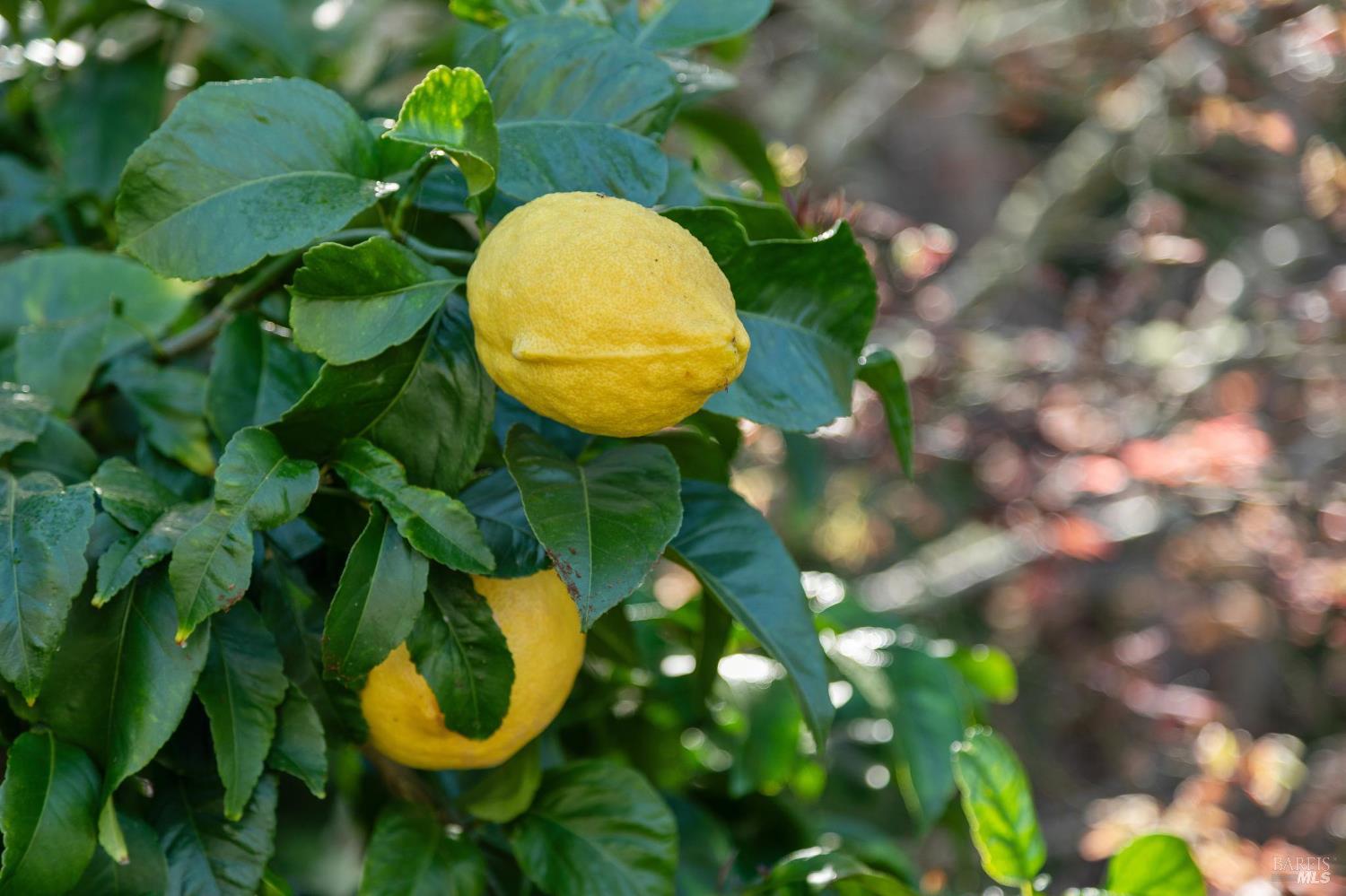 Detail Gallery Image 29 of 31 For 334 Karen Way, Tiburon,  CA 94920 - 4 Beds | 2 Baths