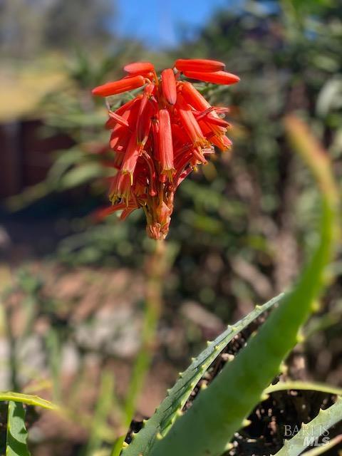 Detail Gallery Image 48 of 52 For 838 Oakwood Dr, Sonoma,  CA 95476 - 3 Beds | 2 Baths