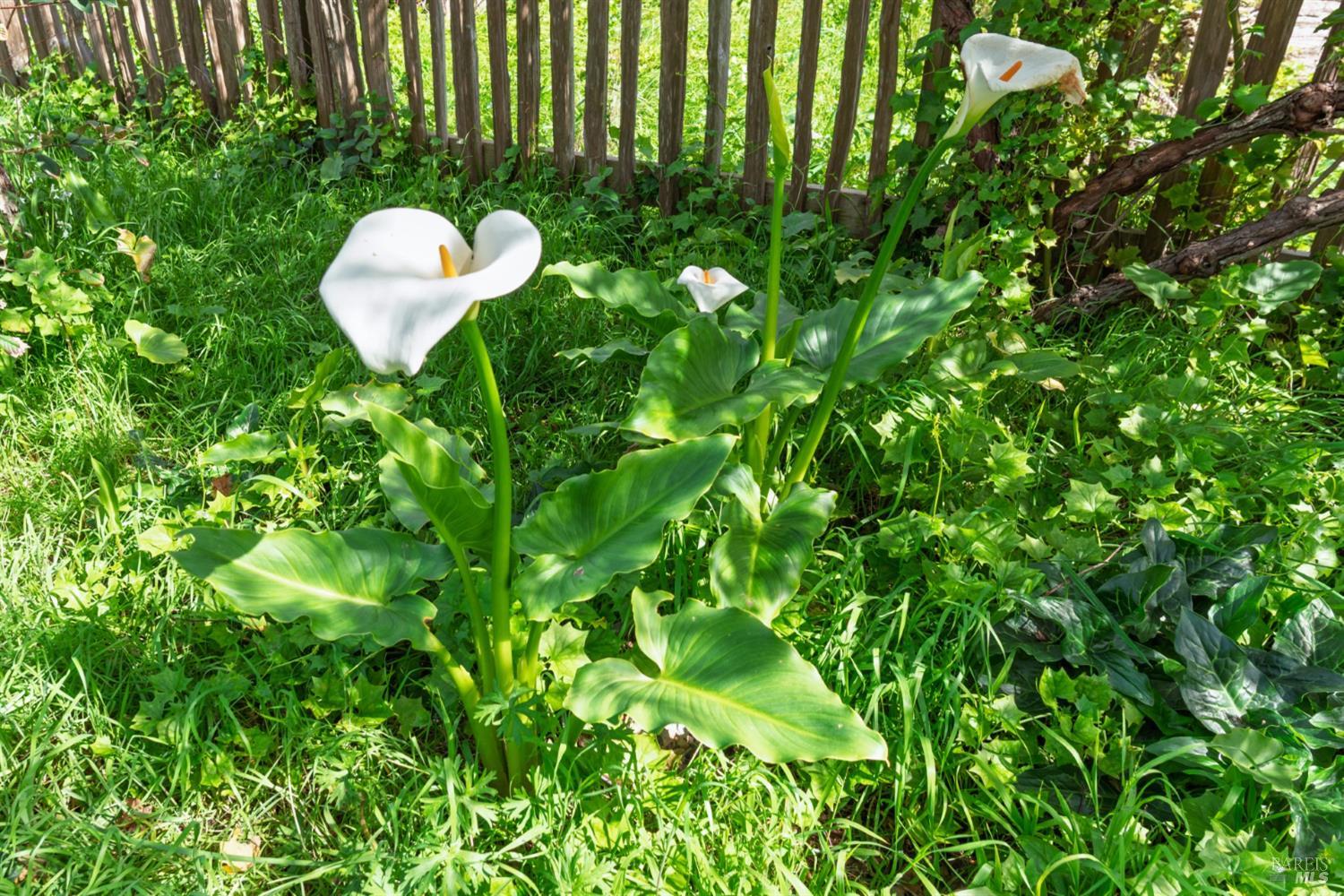 Detail Gallery Image 40 of 40 For 44120 Biaggi Rd, Manchester,  CA 95459 - 2 Beds | 2/1 Baths