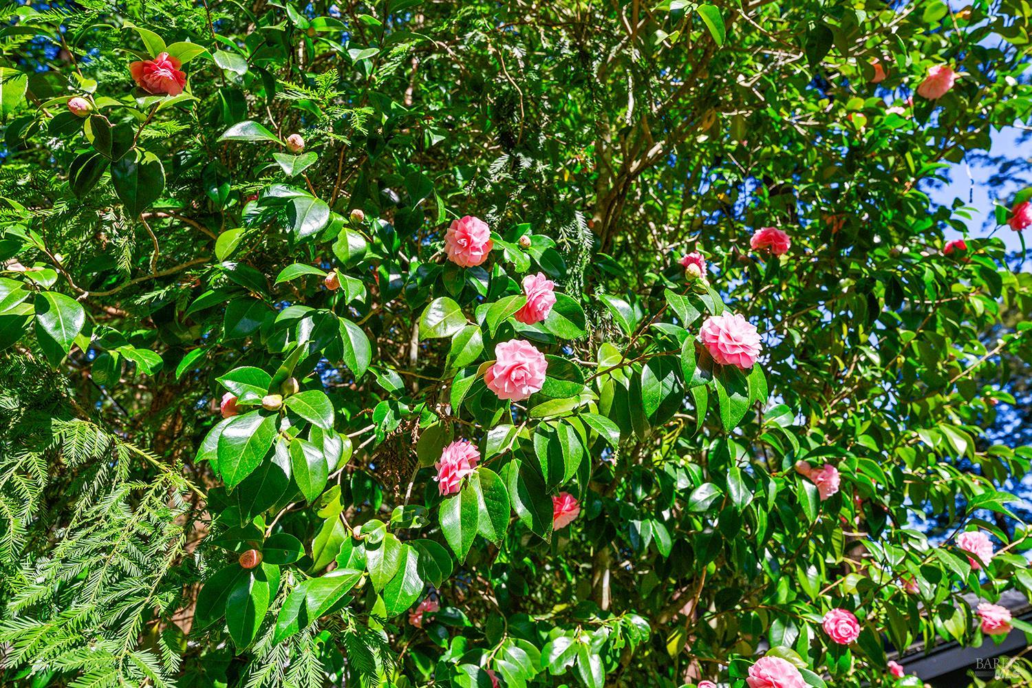 Detail Gallery Image 41 of 42 For 17450 Summit Ave, Guerneville,  CA 95446 - 3 Beds | 2 Baths