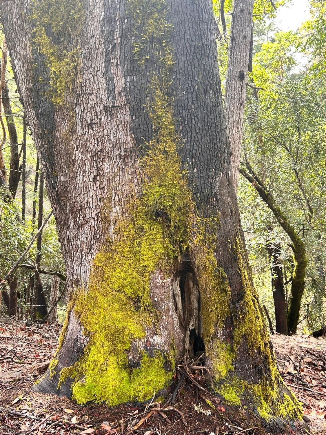 Detail Gallery Image 64 of 75 For 8401 Brandywine Dr, Ukiah,  CA 95482 - 2 Beds | 1 Baths