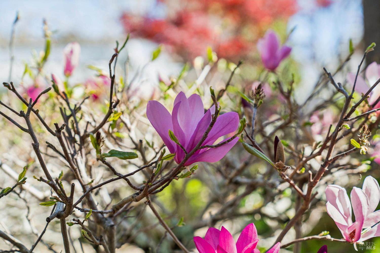 Detail Gallery Image 42 of 80 For 102 F St, San Rafael,  CA 94901 - 5 Beds | 4 Baths