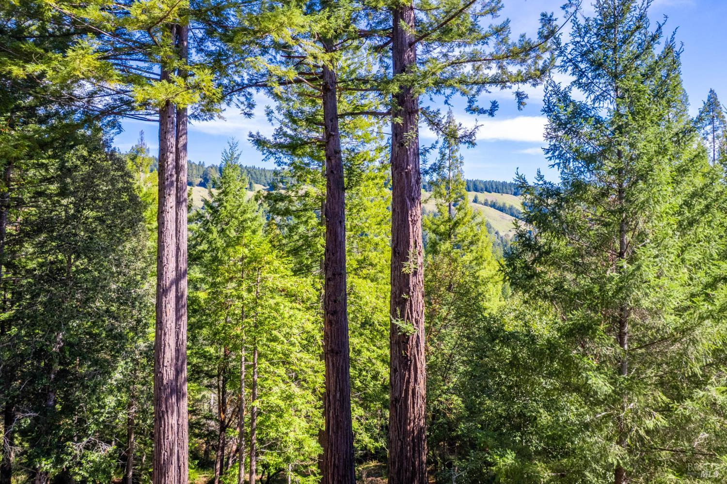 Detail Gallery Image 57 of 71 For 1910 Charoliase Dr, Navarro,  CA 95463 - 2 Beds | 1 Baths