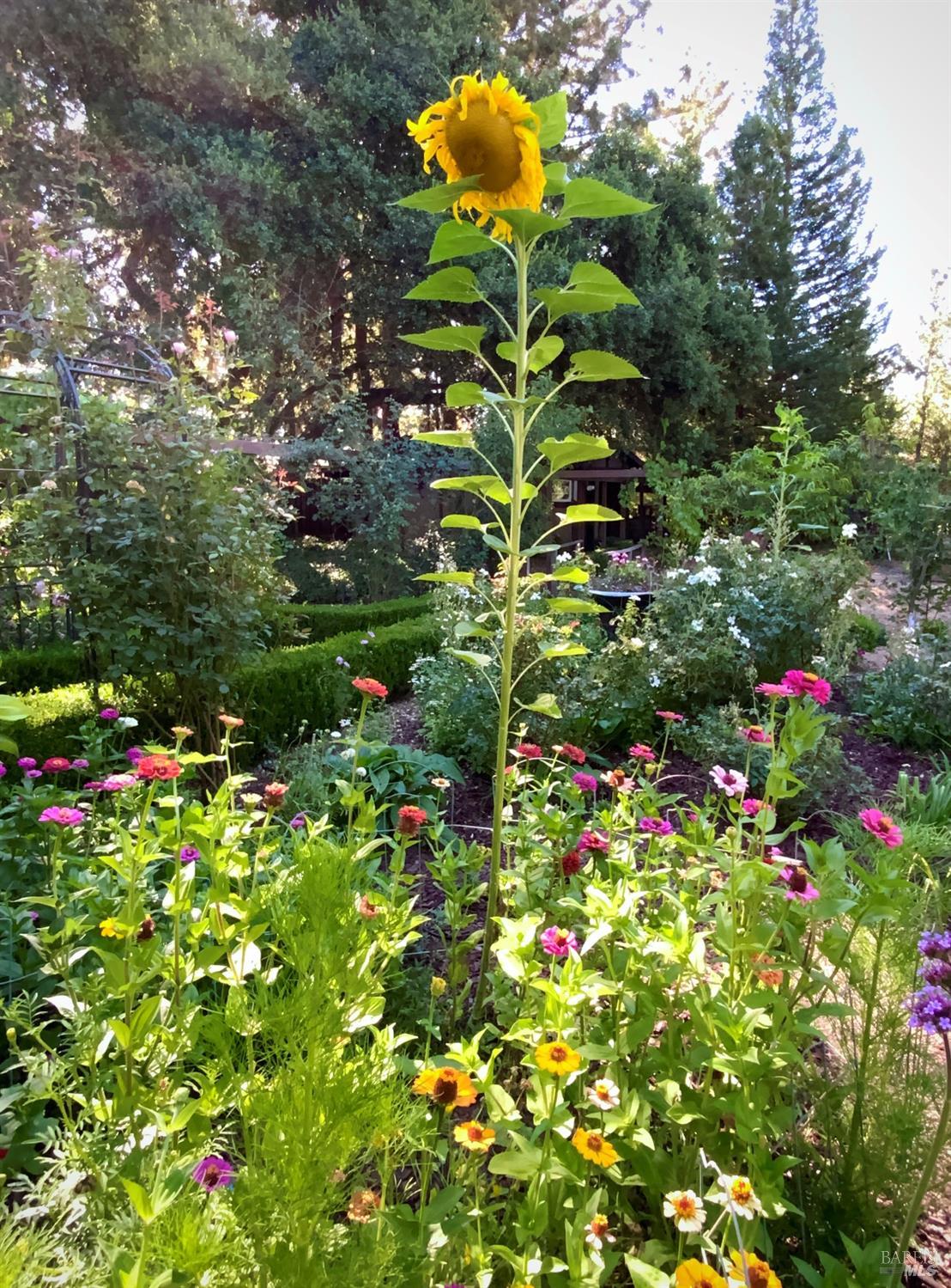 Detail Gallery Image 75 of 95 For 4038 E 3rd Ave, Napa,  CA 94558 - 4 Beds | 3 Baths