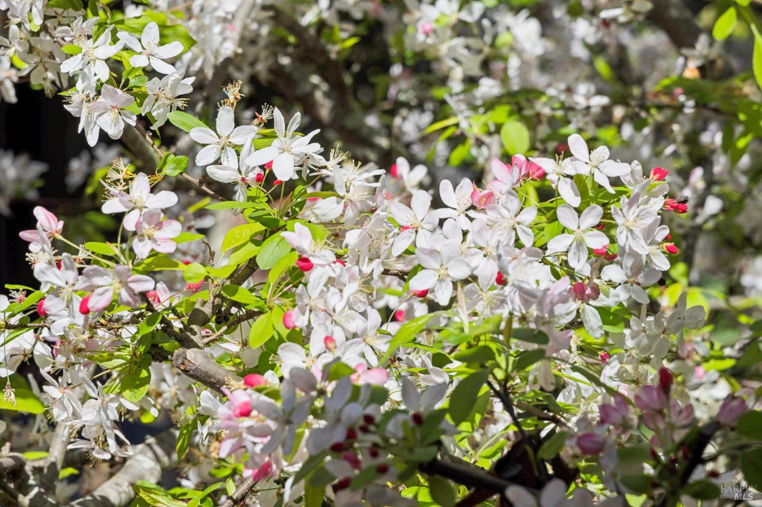 Detail Gallery Image 65 of 81 For 212 Blackstone Dr, San Rafael,  CA 94903 - 3 Beds | 2 Baths