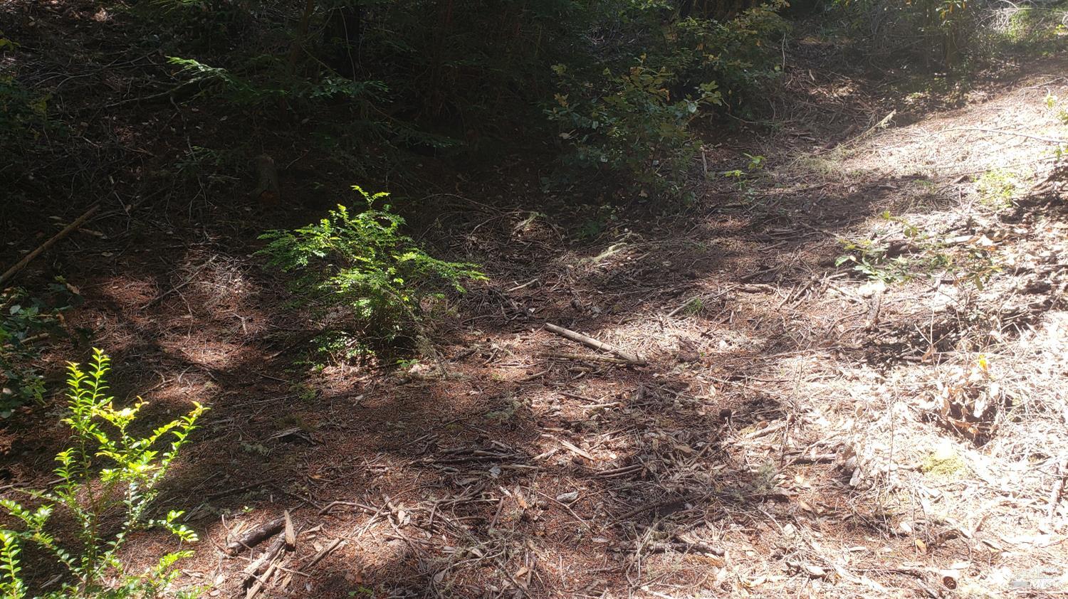 Detail Gallery Image 10 of 18 For 18190 Old Monte Rio Rd, Guerneville,  CA 95446 - – Beds | – Baths