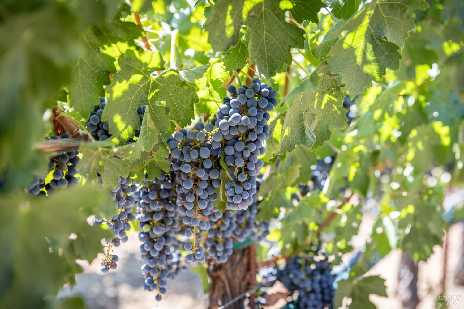 Detail Gallery Image 7 of 7 For 0 Aetna Springs Ln, Pope Valley,  CA 94567 - – Beds | – Baths