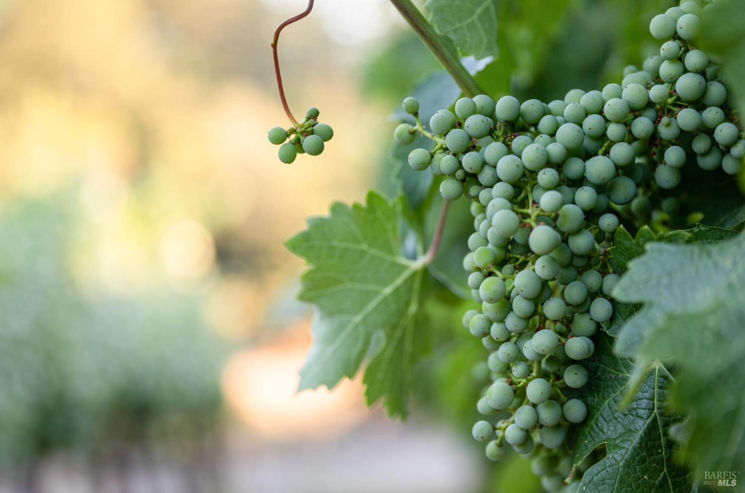 Detail Gallery Image 5 of 7 For 0 Aetna Springs Ln, Pope Valley,  CA 94567 - – Beds | – Baths