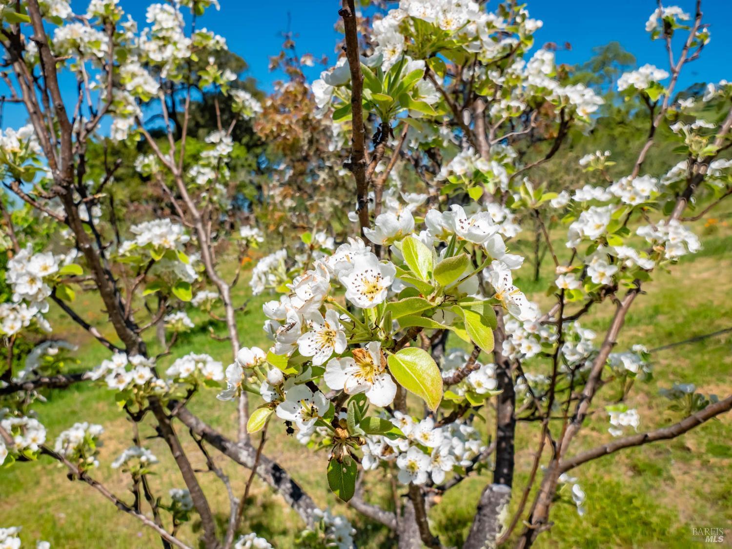 Detail Gallery Image 64 of 80 For 16101 Lost Creek Rd, Yorkville,  CA 95494 - 2 Beds | 2 Baths