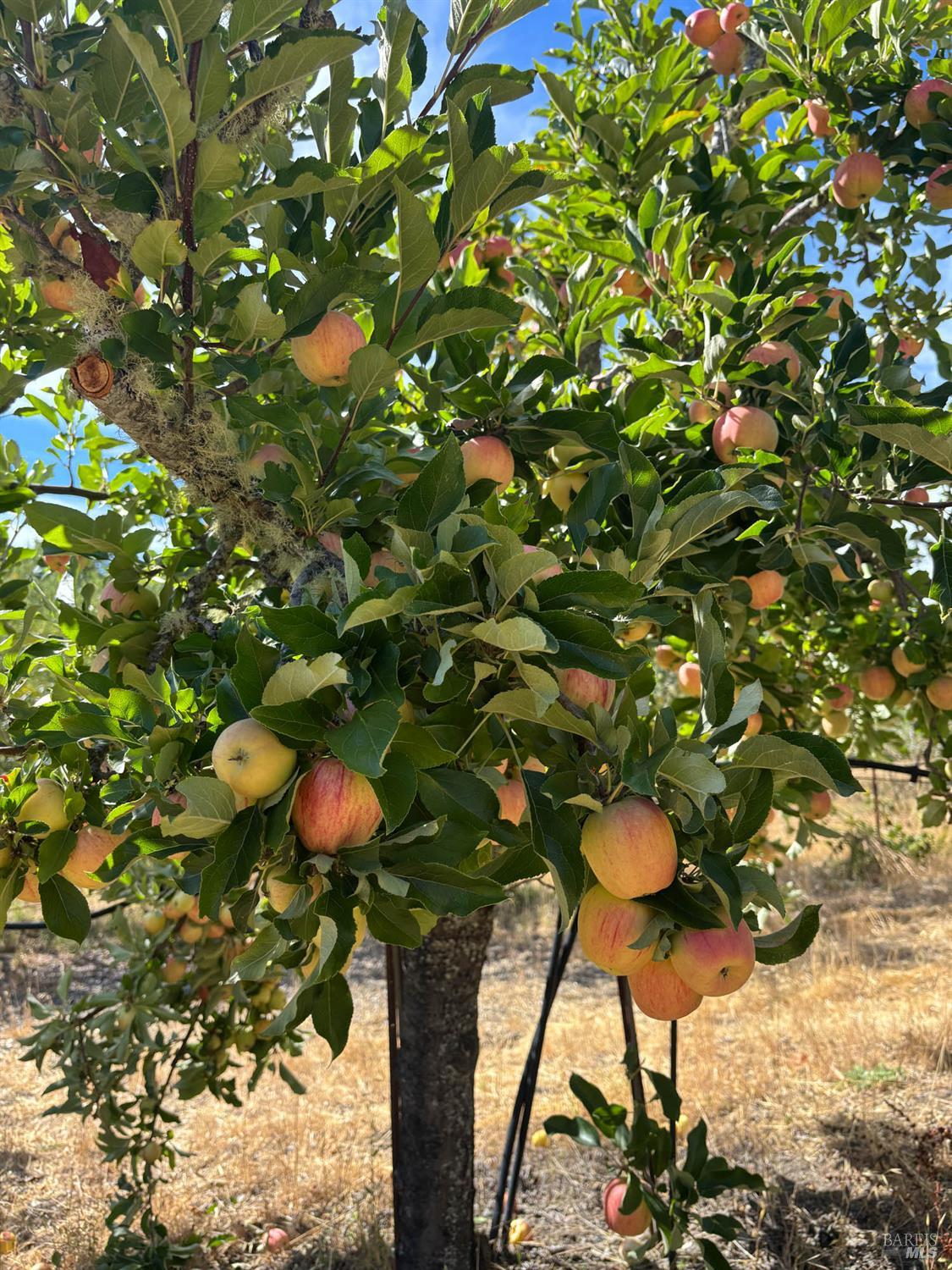 Detail Gallery Image 66 of 80 For 16101 Lost Creek Rd, Yorkville,  CA 95494 - 2 Beds | 2 Baths