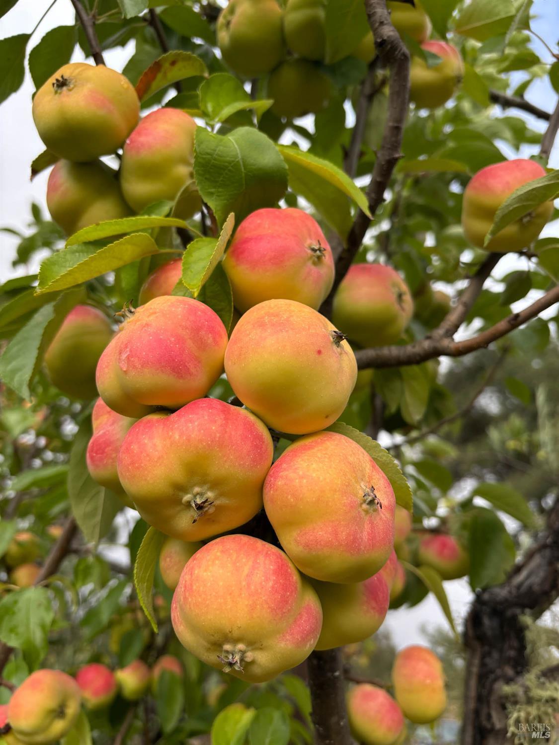 Detail Gallery Image 67 of 80 For 16101 Lost Creek Rd, Yorkville,  CA 95494 - 2 Beds | 2 Baths