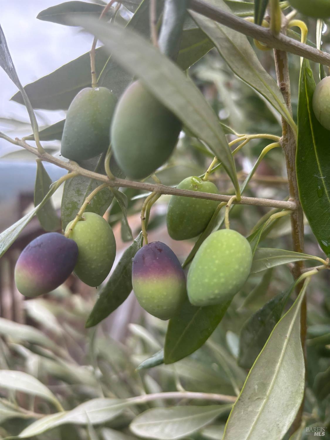 Detail Gallery Image 68 of 80 For 16101 Lost Creek Rd, Yorkville,  CA 95494 - 2 Beds | 2 Baths