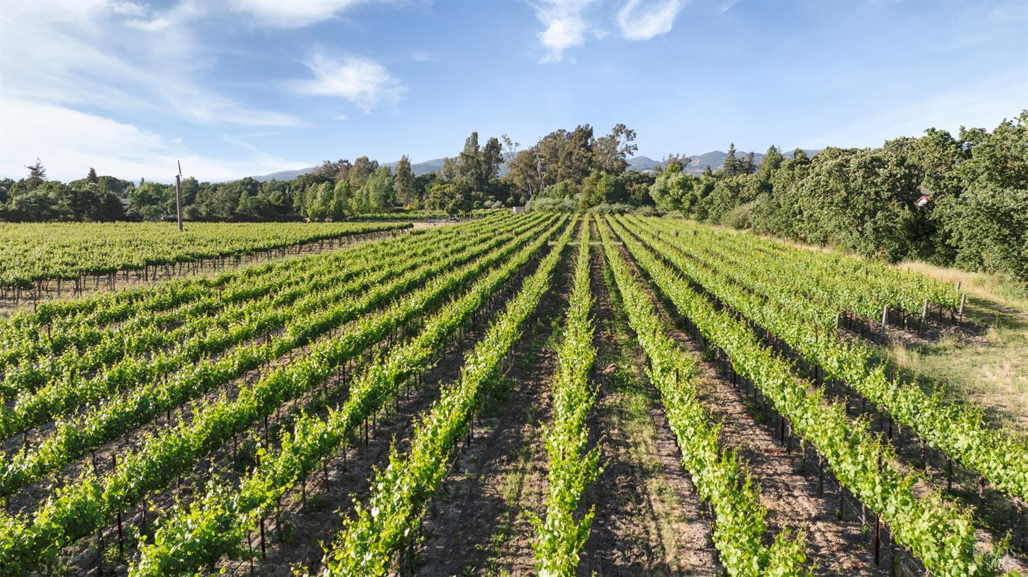 Detail Gallery Image 6 of 8 For 570 E Watmaugh Rd, Sonoma,  CA 95476 - – Beds | – Baths