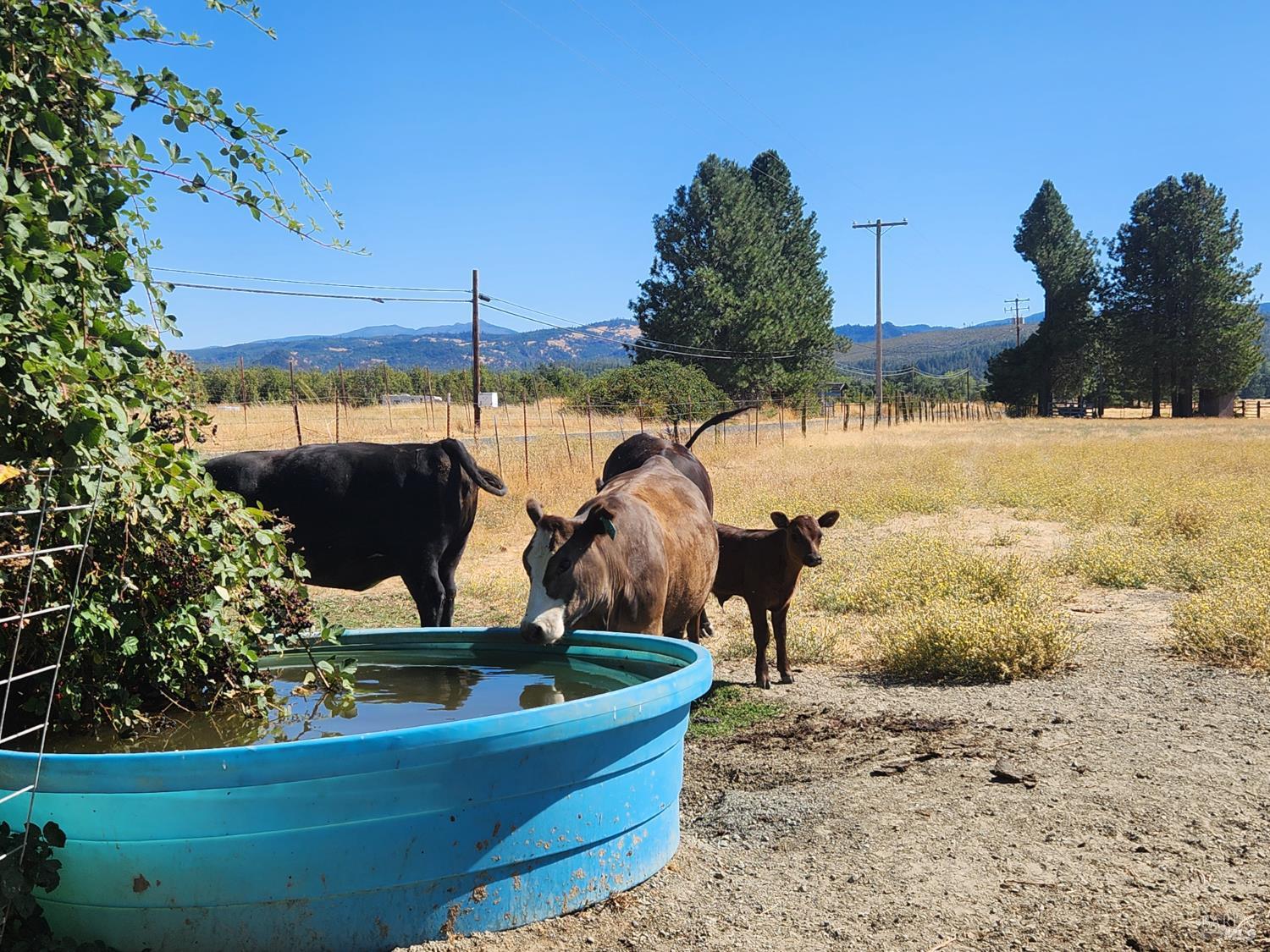 Detail Gallery Image 2 of 13 For 74200 Covelo Rd, Covelo,  CA 95428 - – Beds | – Baths