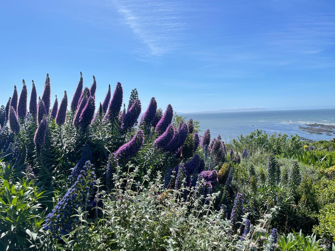 Detail Gallery Image 55 of 85 For 272 Ocean Pkwy, Bolinas,  CA 94924 - 3 Beds | 2 Baths