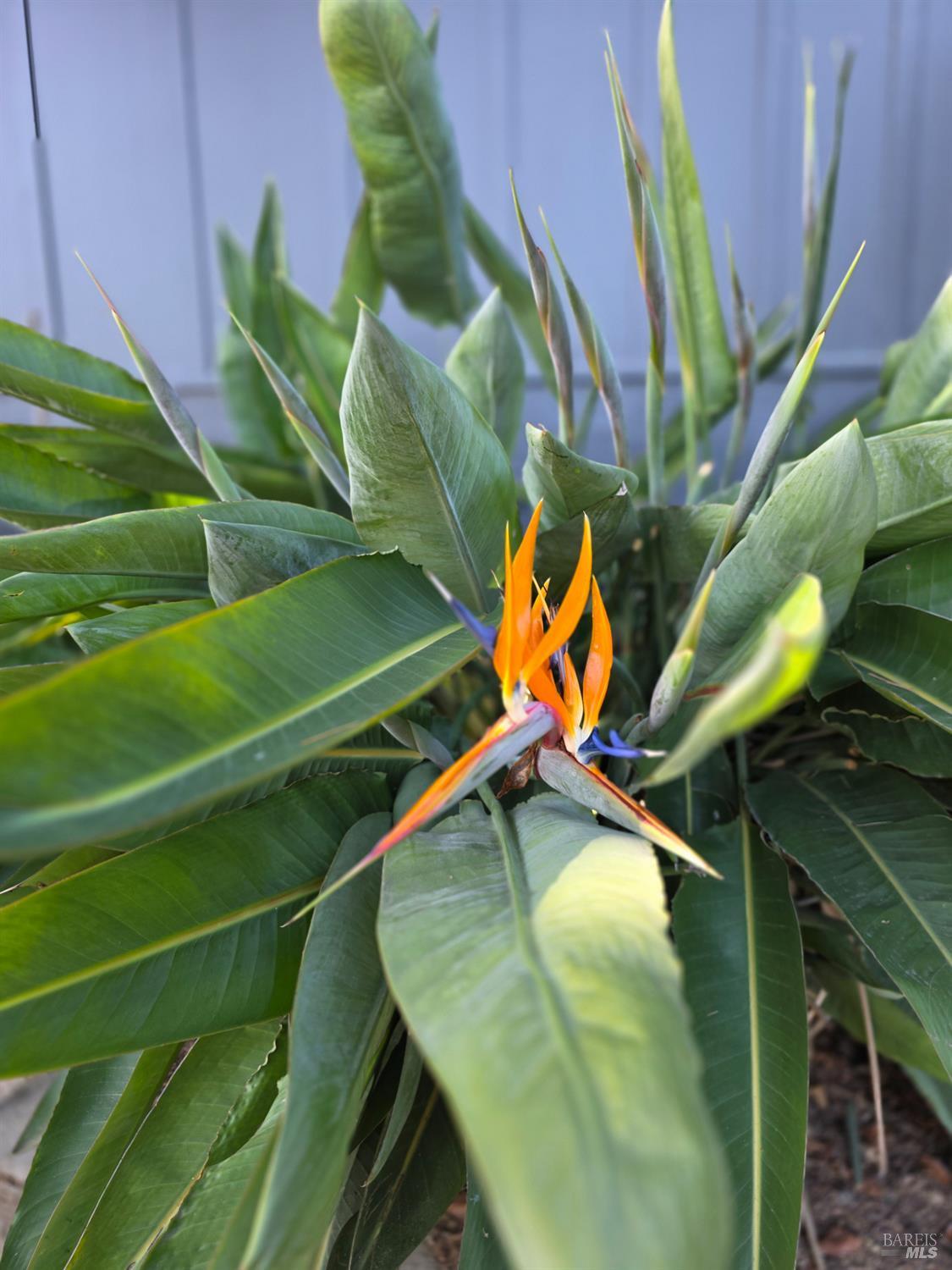 Detail Gallery Image 33 of 33 For 2100 Center Rd, Novato,  CA 94947 - 4 Beds | 3 Baths