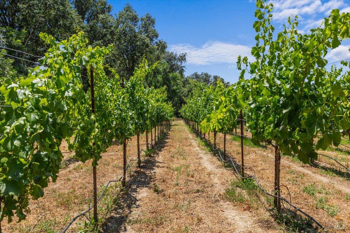 Detail Gallery Image 58 of 65 For 5647 Highway 128 Hwy, Geyserville,  CA 95441 - 3 Beds | 2 Baths