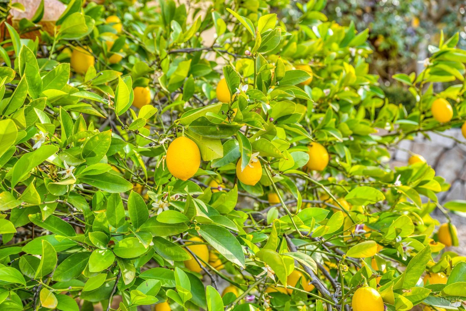 Detail Gallery Image 51 of 84 For 2395 Pickett Rd, Calistoga,  CA 94515 - 3 Beds | 3/2 Baths