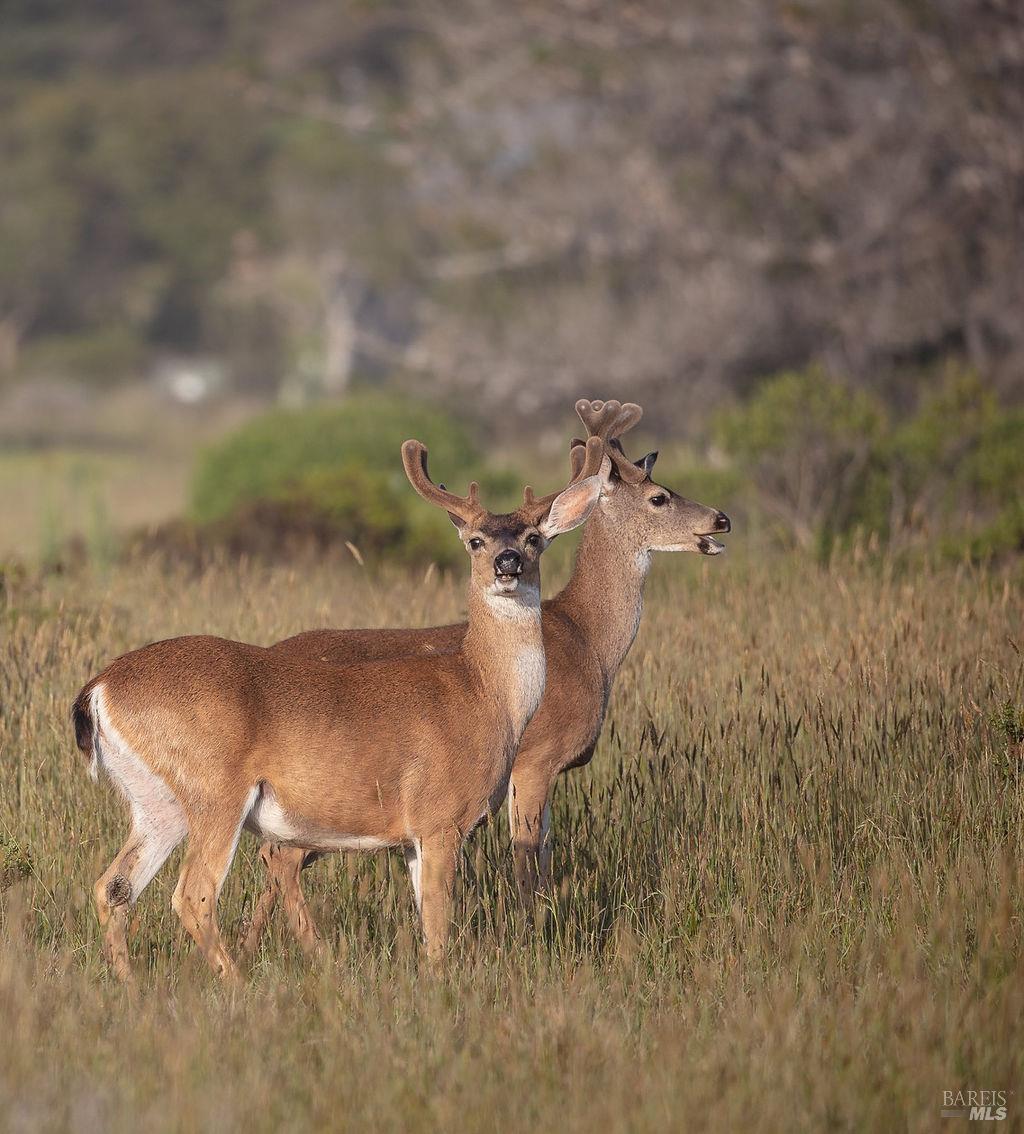 Detail Gallery Image 81 of 88 For 37784 Breaker Reach Unkn, The Sea Ranch,  CA 95497 - 3 Beds | 2 Baths