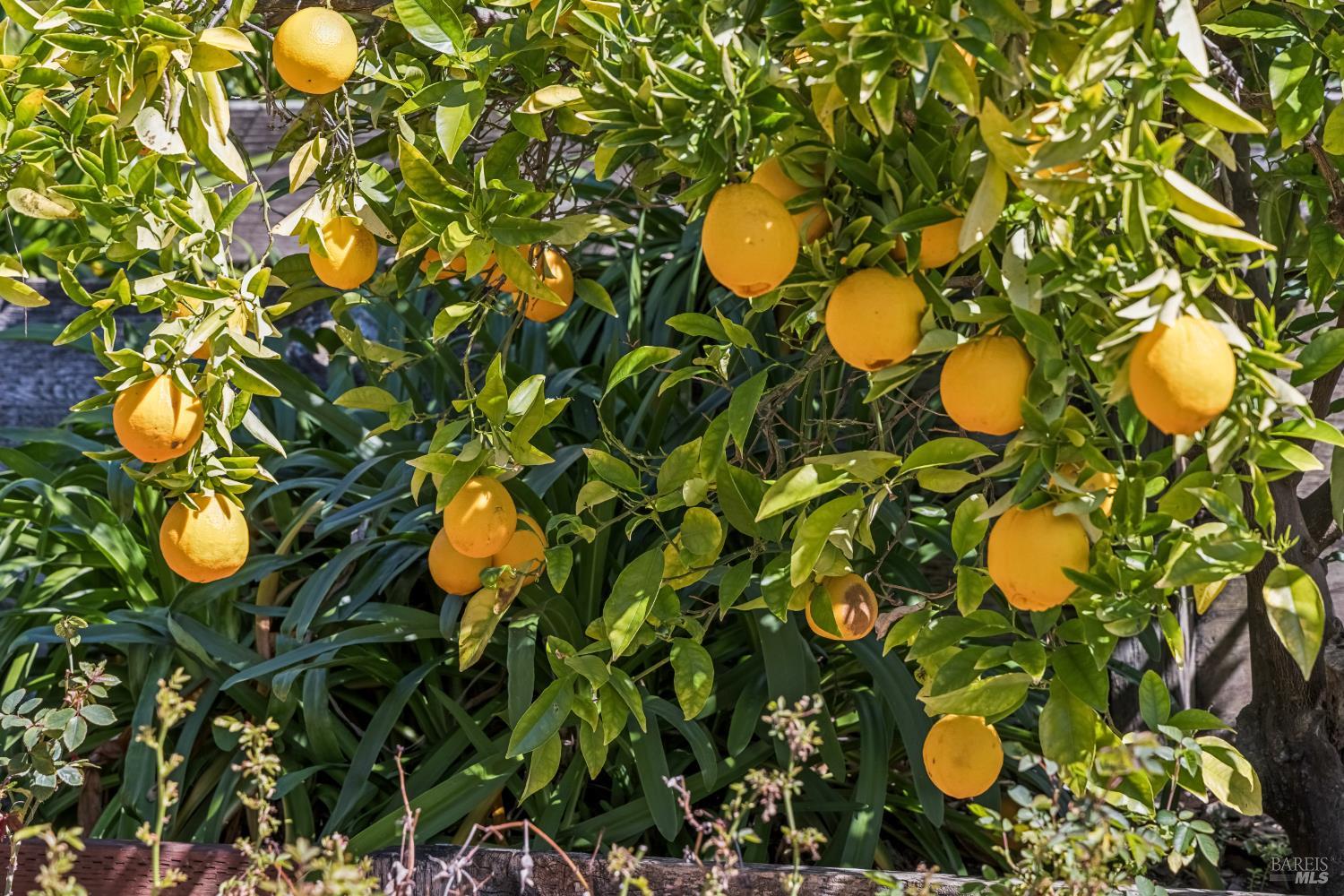 Detail Gallery Image 45 of 53 For 320 Alameda De La Loma Unkn, Novato,  CA 94949 - 3 Beds | 2 Baths