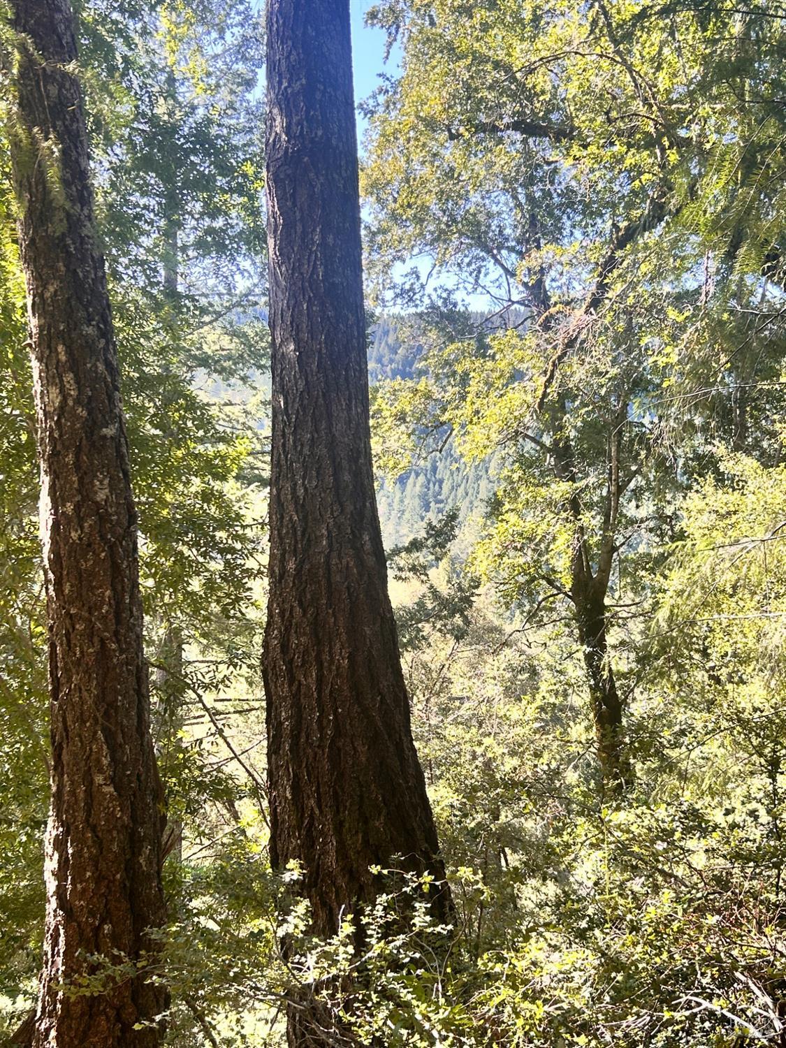 Detail Gallery Image 6 of 22 For 4100 Hansen Ranch Rd, Piercy,  CA 95587 - – Beds | – Baths