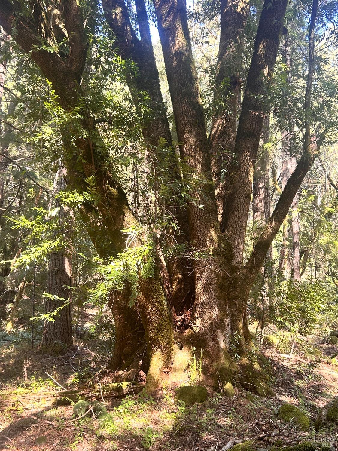 Detail Gallery Image 20 of 22 For 4100 Hansen Ranch Rd, Piercy,  CA 95587 - – Beds | – Baths