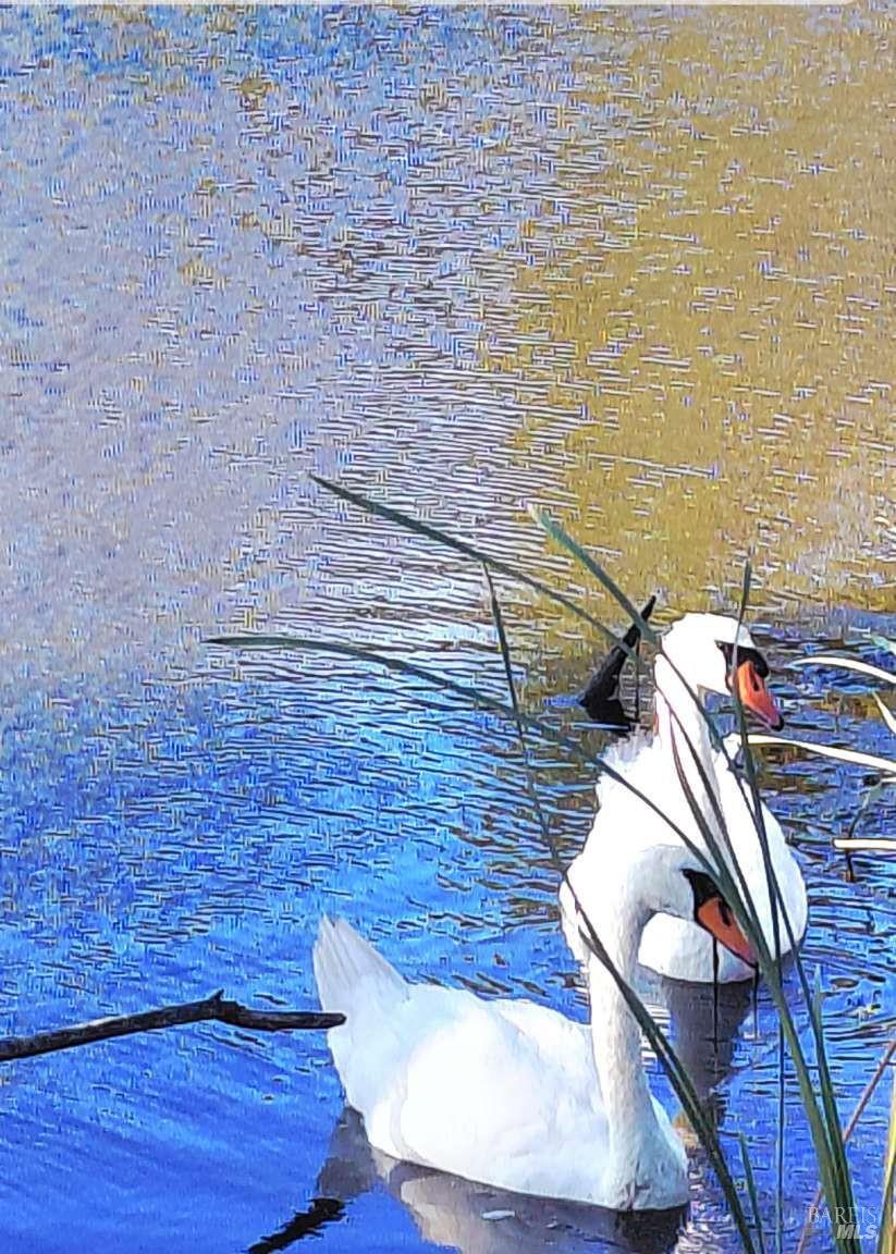 Detail Gallery Image 6 of 26 For 528 Wetlands Edge Rd, American Canyon,  CA 94503 - 4 Beds | 2/1 Baths