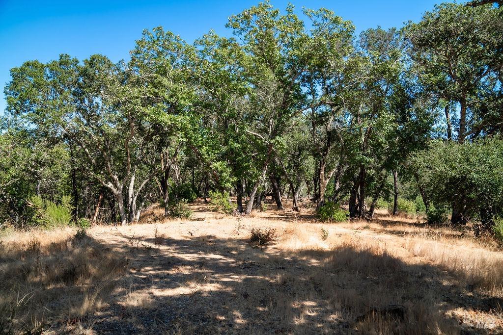 Detail Gallery Image 12 of 26 For 0 Mount Veeder Rd, Saint Helena,  CA 94574 - – Beds | – Baths