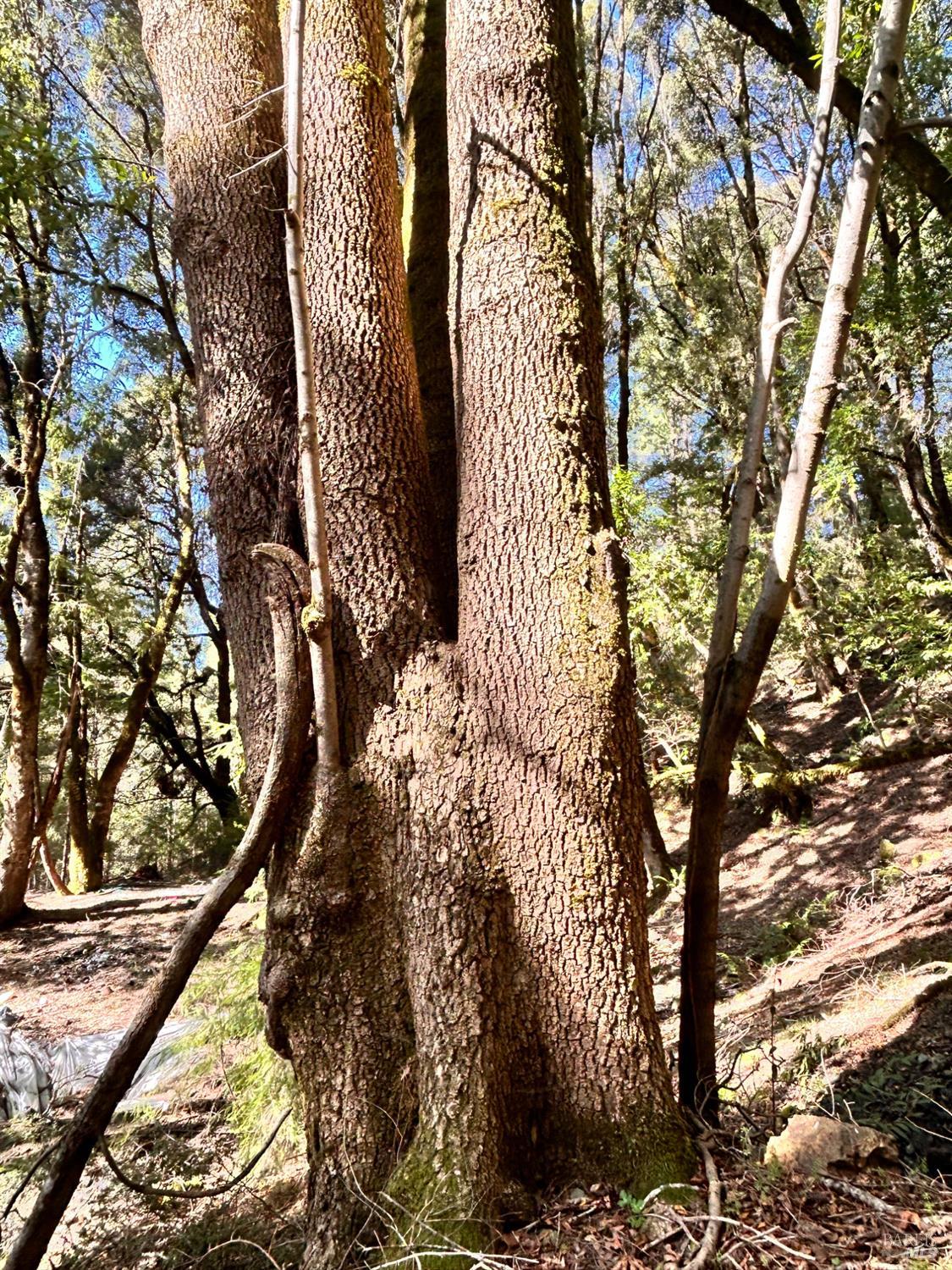 Detail Gallery Image 7 of 22 For 4100 Hansen Ranch Rd, Piercy,  CA 95587 - – Beds | – Baths