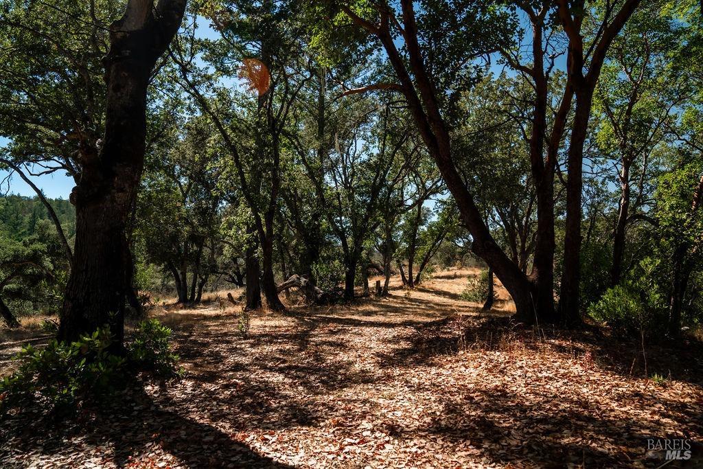 Detail Gallery Image 17 of 26 For 0 Mount Veeder Rd, Saint Helena,  CA 94574 - – Beds | – Baths