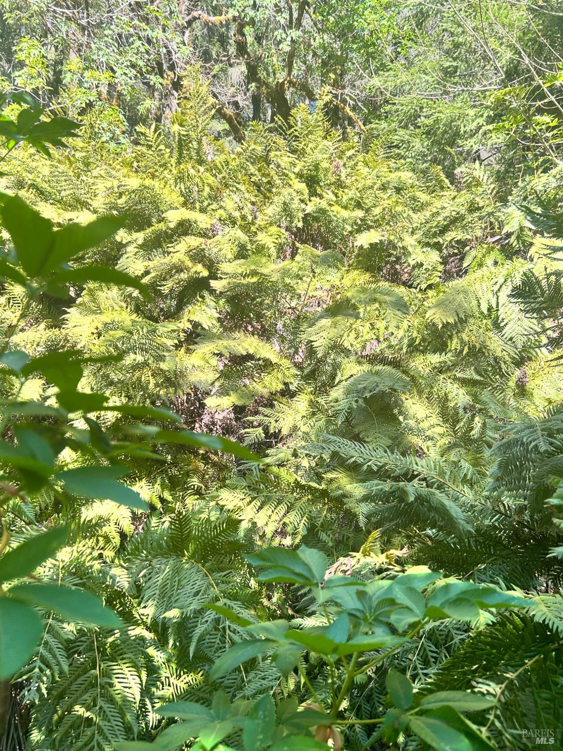 Detail Gallery Image 3 of 22 For 4100 Hansen Ranch Rd, Piercy,  CA 95587 - – Beds | – Baths