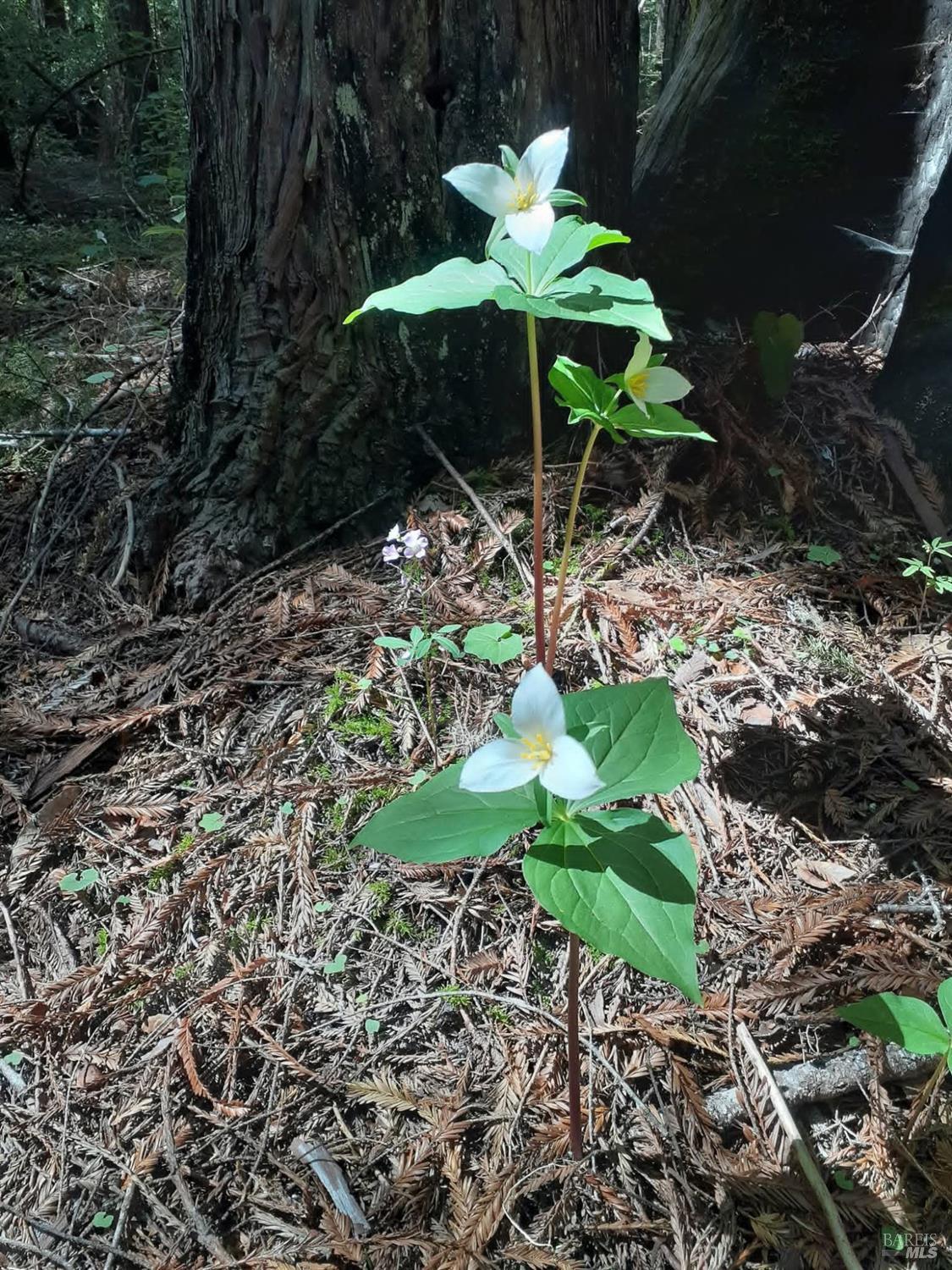 Detail Gallery Image 36 of 59 For 38160 Ocean Ridge Dr, Gualala,  CA 95445 - – Beds | – Baths