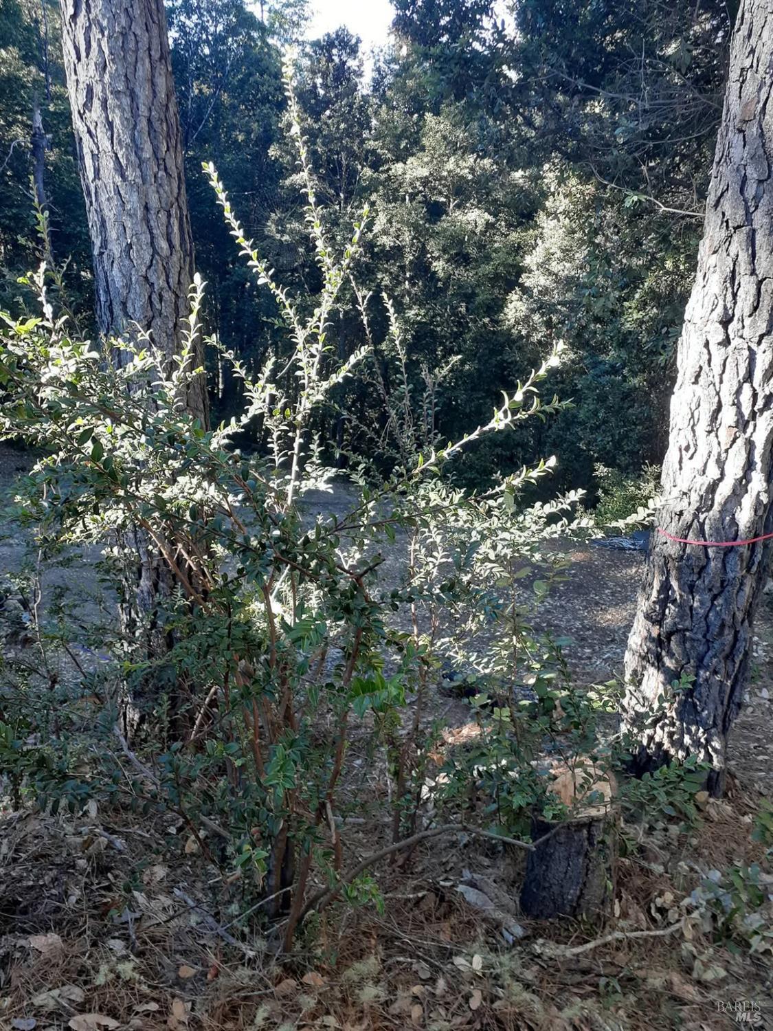 Detail Gallery Image 30 of 59 For 38160 Ocean Ridge Dr, Gualala,  CA 95445 - – Beds | – Baths