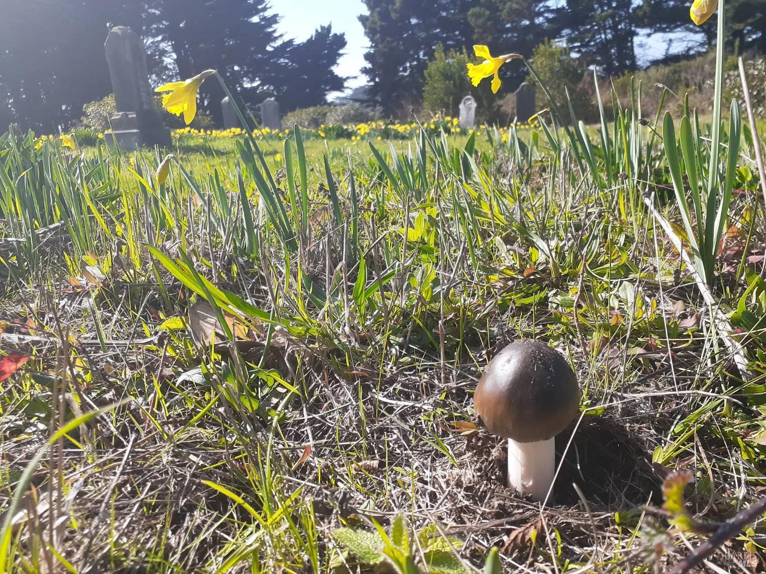 Detail Gallery Image 44 of 59 For 38160 Ocean Ridge Dr, Gualala,  CA 95445 - – Beds | – Baths