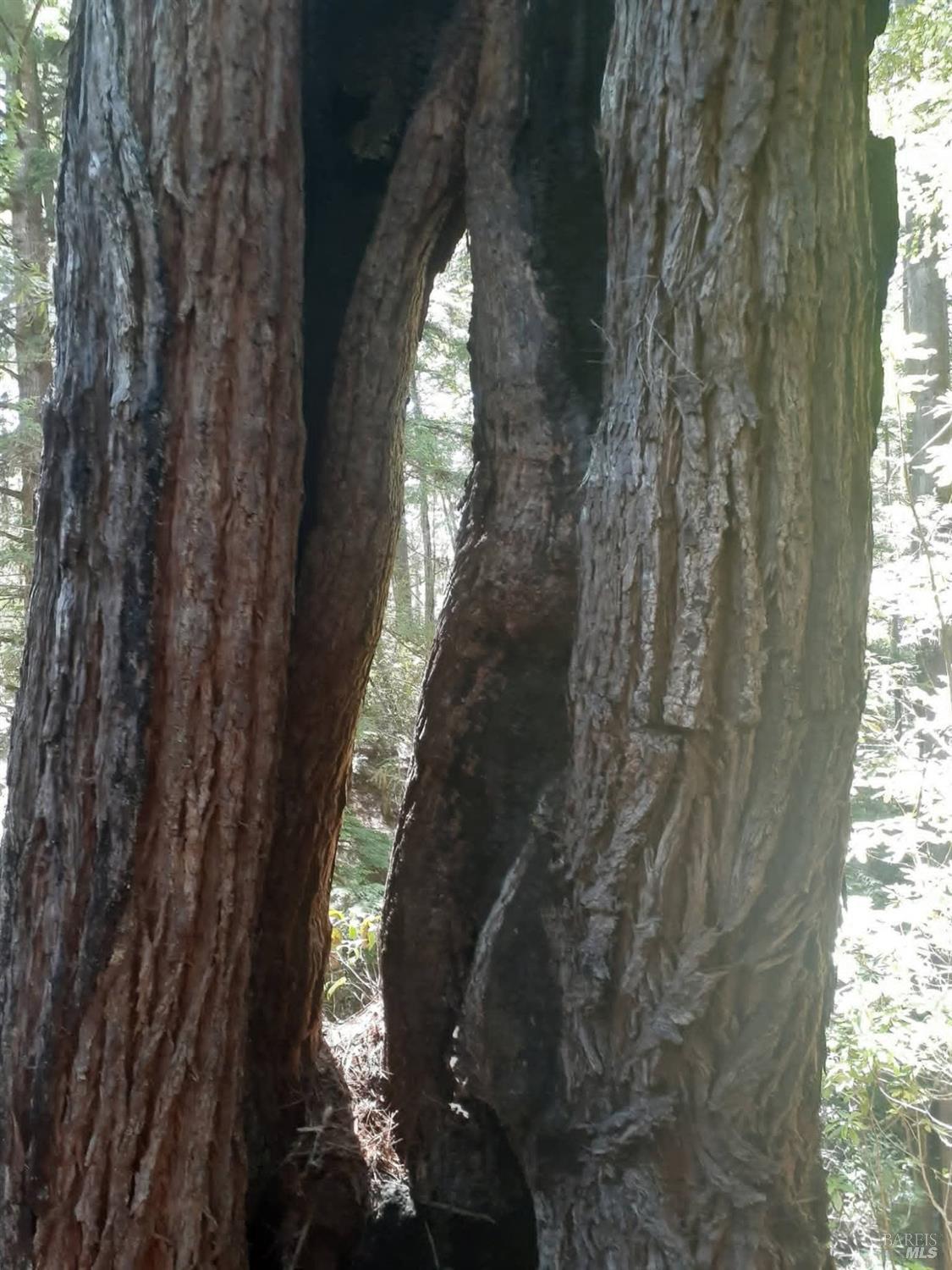 Detail Gallery Image 56 of 59 For 38160 Ocean Ridge Dr, Gualala,  CA 95445 - – Beds | – Baths