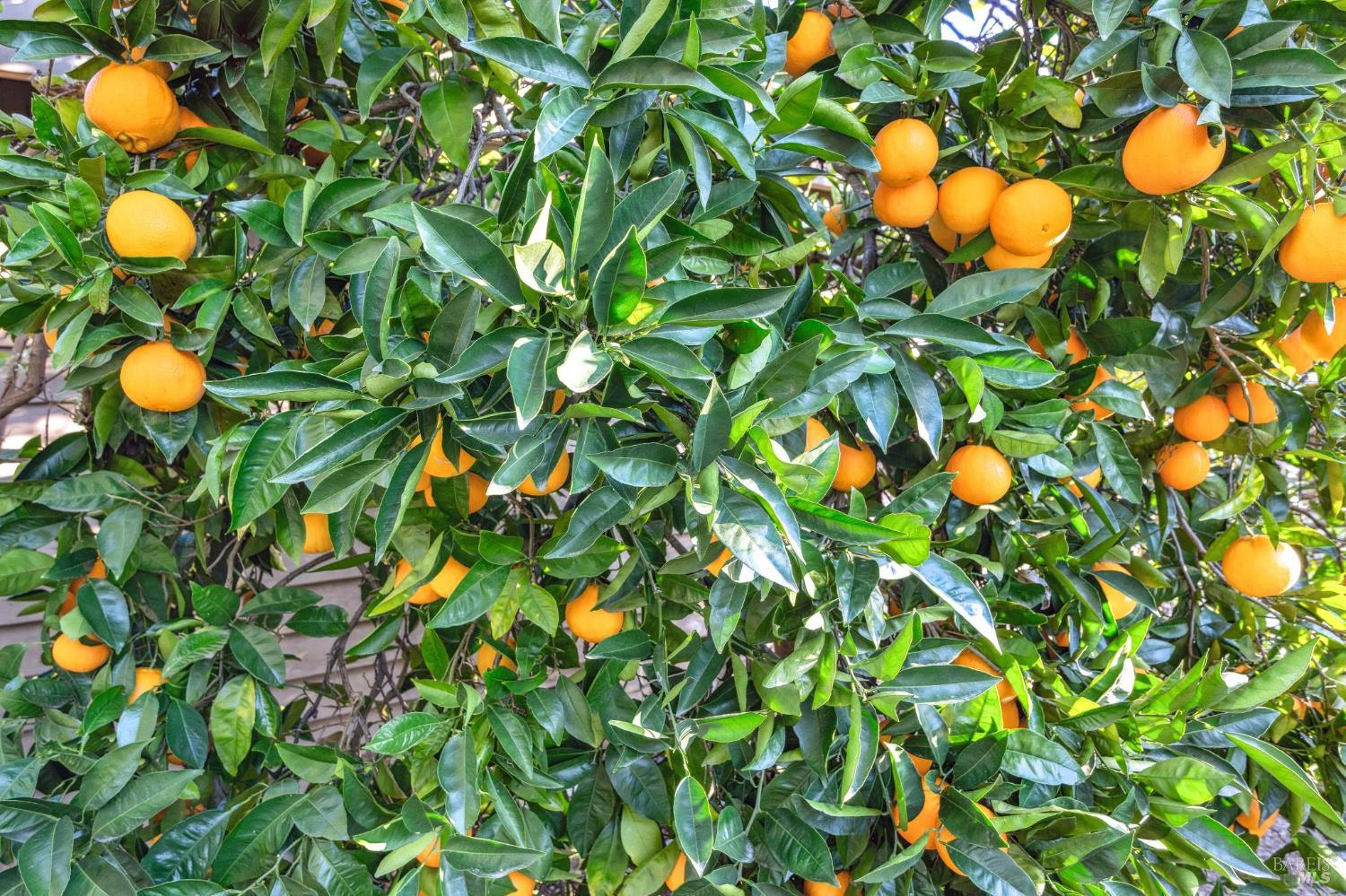 Detail Gallery Image 24 of 28 For 2220 Grove St, Sonoma,  CA 95476 - 3 Beds | 2/1 Baths