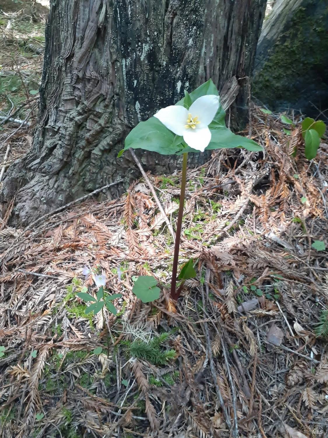 Detail Gallery Image 29 of 59 For 38160 Ocean Ridge Dr, Gualala,  CA 95445 - – Beds | – Baths