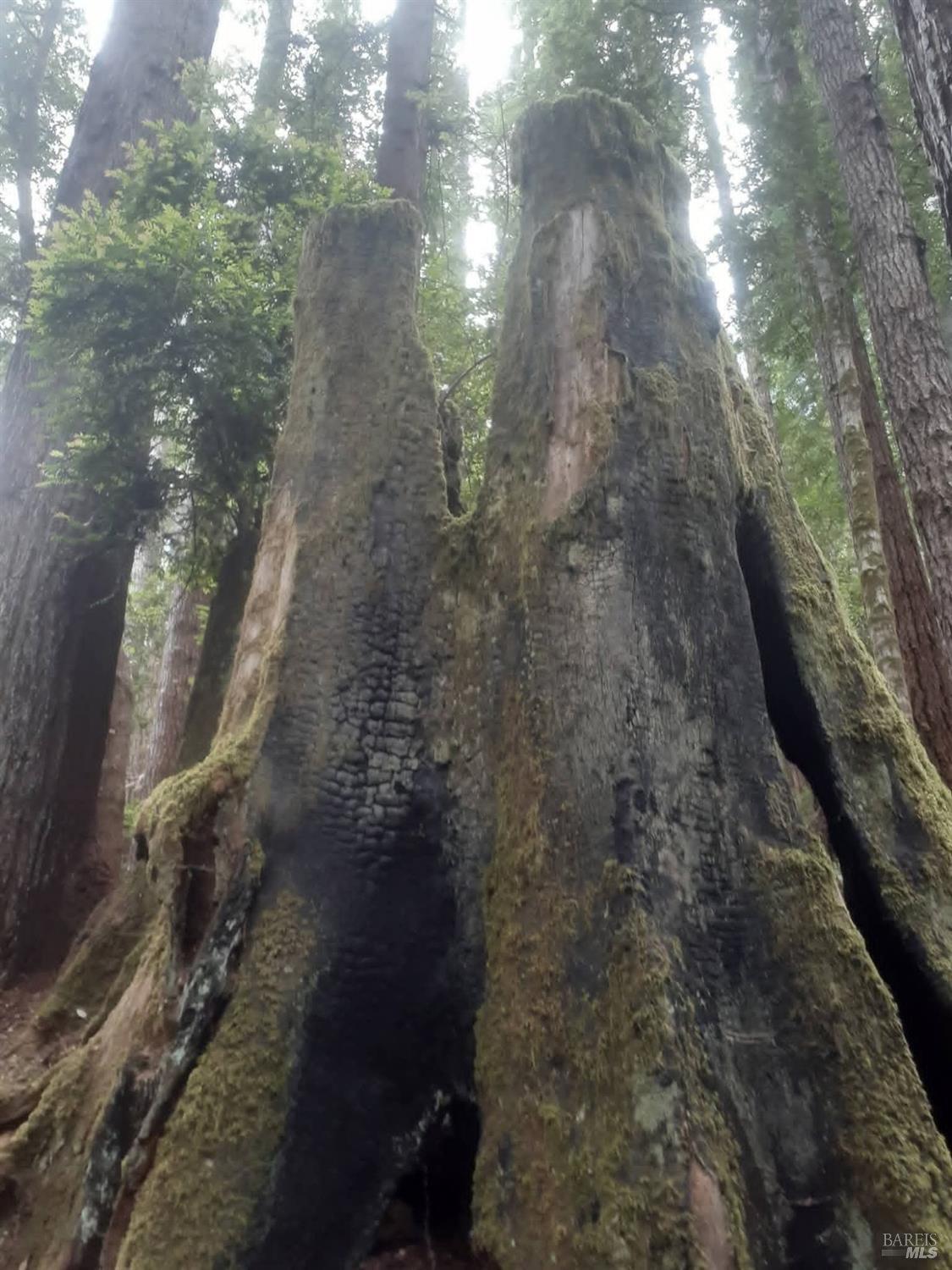 Detail Gallery Image 54 of 59 For 38160 Ocean Ridge Dr, Gualala,  CA 95445 - – Beds | – Baths