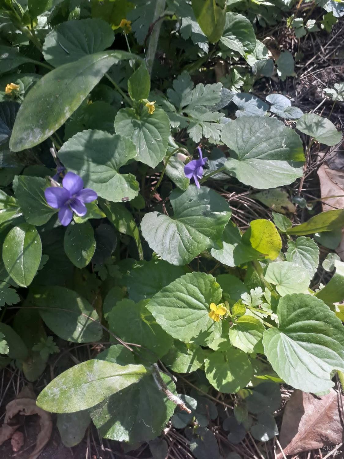 Detail Gallery Image 37 of 59 For 38160 Ocean Ridge Dr, Gualala,  CA 95445 - – Beds | – Baths