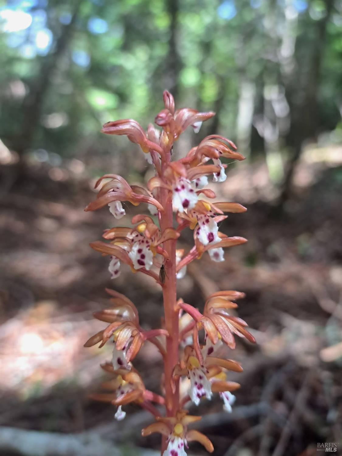 Detail Gallery Image 31 of 59 For 38160 Ocean Ridge Dr, Gualala,  CA 95445 - – Beds | – Baths