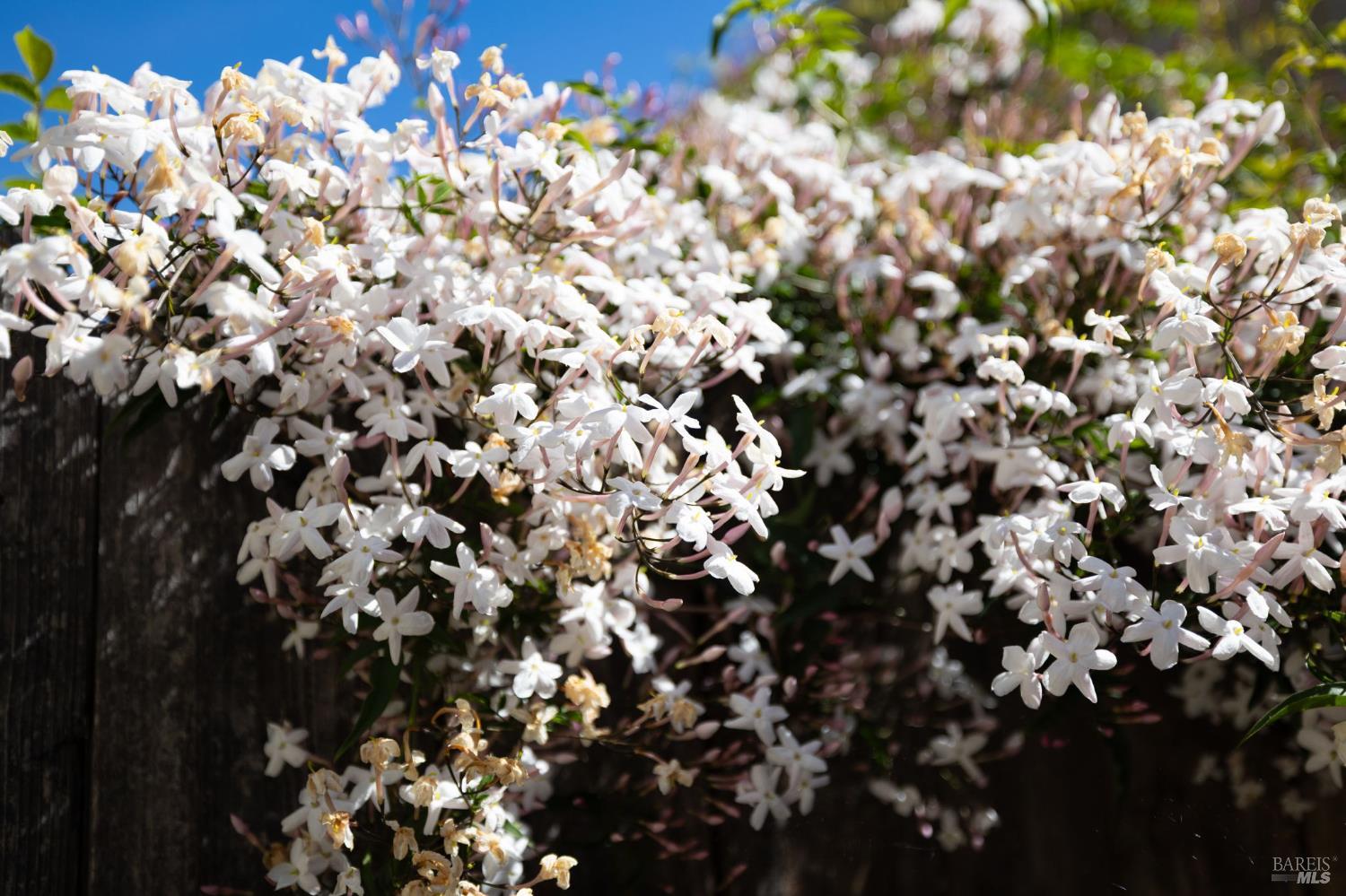 Detail Gallery Image 29 of 30 For 300 Stony Point Rd #139,  Santa Rosa,  CA 95401 - 1 Beds | 1 Baths